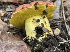 Butyriboletus