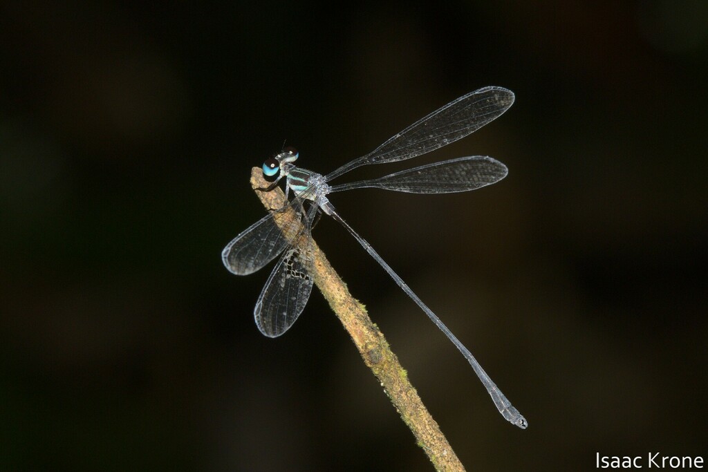 Oxystigma petiolatum