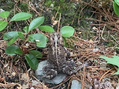 Anaxyrus