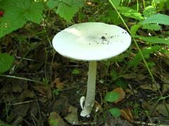 Amanita vaginata