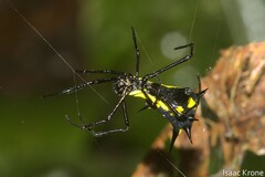 Micrathena vigorsi