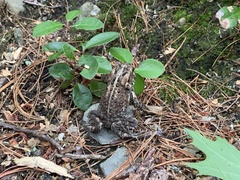Anaxyrus