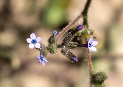 Allophyllum gilioides violaceum