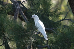 Cacatua sanguinea
