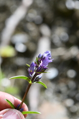 Jaeschkea oligosperma