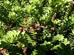 Veronica vernicosa