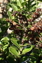 Veronica vernicosa