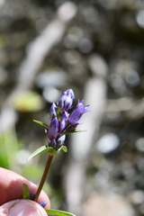 Jaeschkea oligosperma