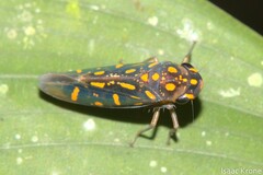 Hemiptera