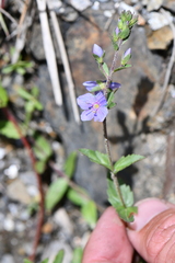 Veronica laxa