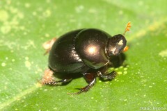 Onthophagus
