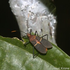 Leptoscelis saepifera