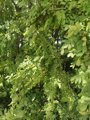 Caragana arborescens