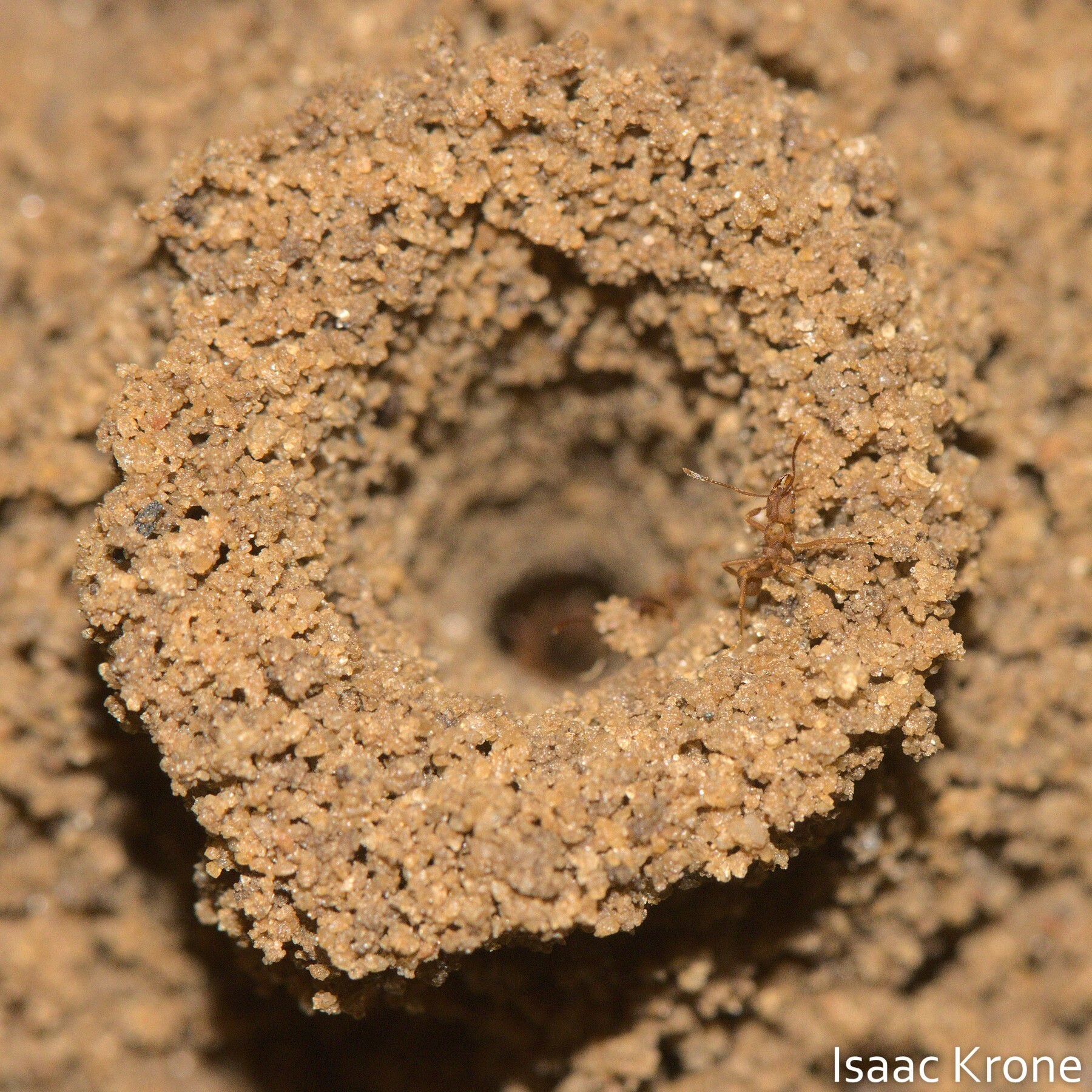 Mycocepurus smithii