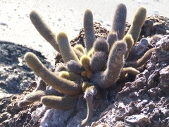 Brachycereus nesioticus