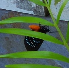 Eumaeus atala