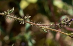 Allophyllum gilioides violaceum