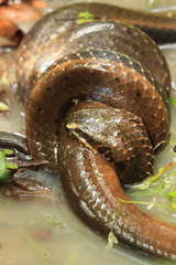 Pseudoeryx plicatilis