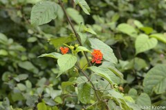Lantana