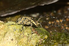 Colobothea macularis