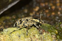 Colobothea macularis