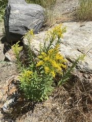 Solidago elongata