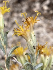 Tetradymia canescens