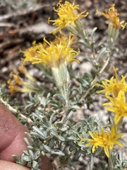 Tetradymia canescens