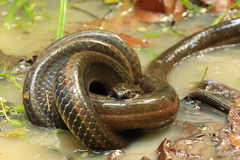 Pseudoeryx plicatilis