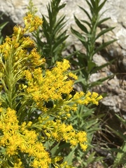Solidago elongata