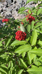Sambucus racemosa