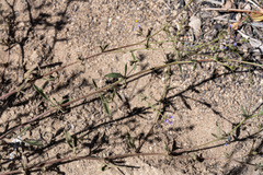 Allophyllum gilioides violaceum
