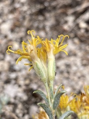 Tetradymia canescens