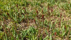 Zephyranthes tubispatha