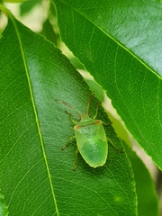 Acanthosoma haemorrhoidale
