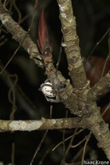 Phoneutria boliviensis