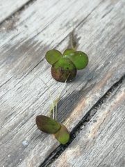 Spirodela polyrhiza