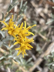 Tetradymia canescens