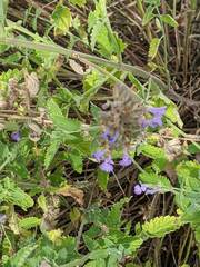 Nepeta racemosa