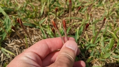 Zephyranthes tubispatha