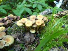Fungi