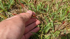 Zephyranthes tubispatha