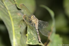 Erythrodiplax lativittata
