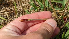 Zephyranthes tubispatha