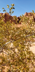 Larrea tridentata
