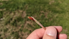 Zephyranthes tubispatha