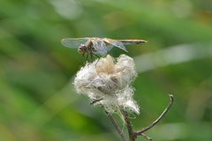 Sympetrum flaveolum