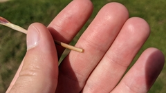 Zephyranthes tubispatha