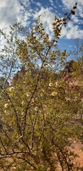 Larrea tridentata