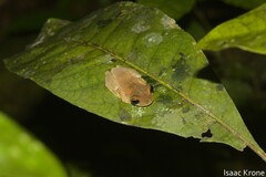 Osteocephalus deridens